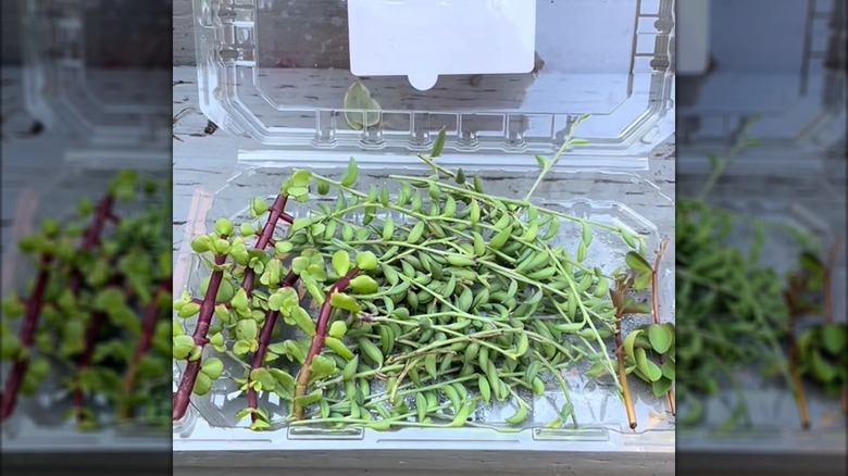 Pile of succulent cuttings in large strawberry fruit container