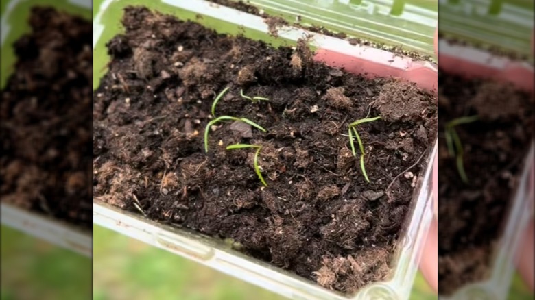 Homegrown herbs in empty strawberry container