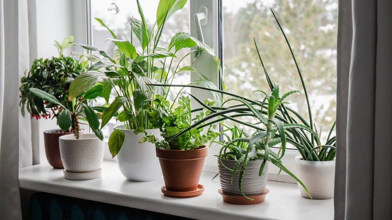Various houseplants with saucers on windowsill.