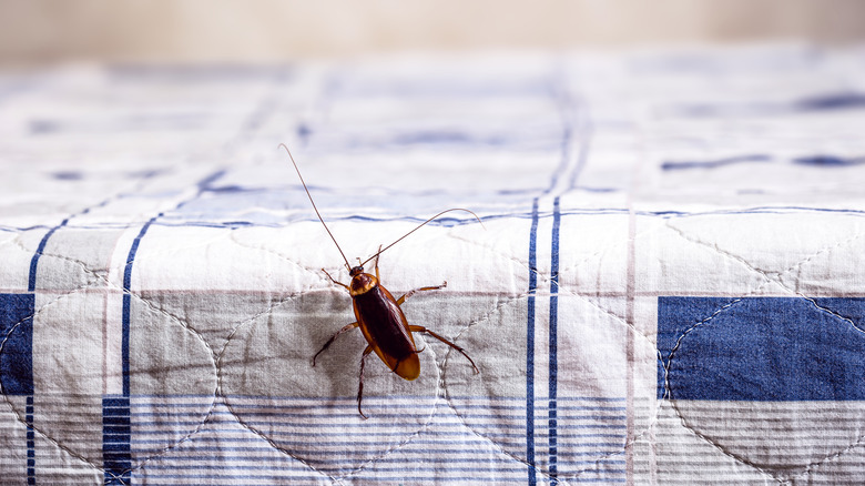 Cockroach climbing on bed with blue and white comforter.