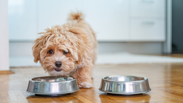 Small brown dog eating from metal pet food bowl.