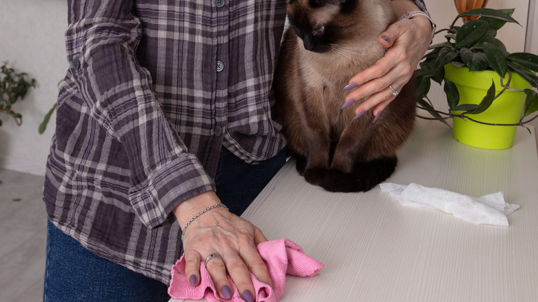 a woman pets a cat while wiping a countertop