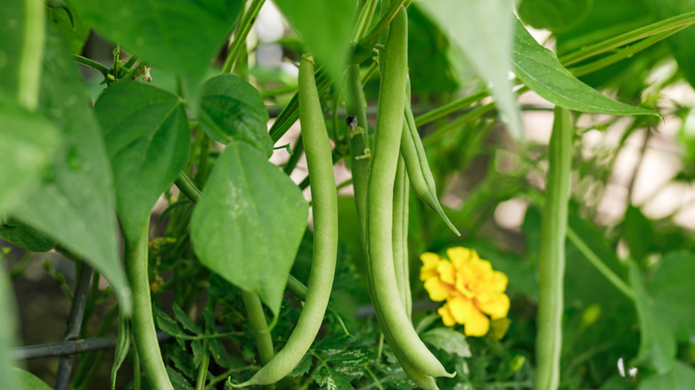Close-up of beans growing on plant