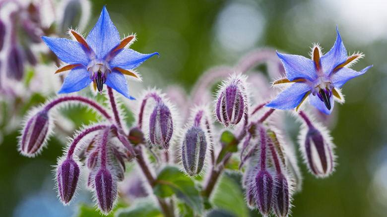 Close-up of blue borage flowers