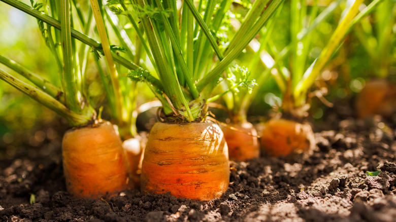 Close-up of carrots slightly growing out of the soil