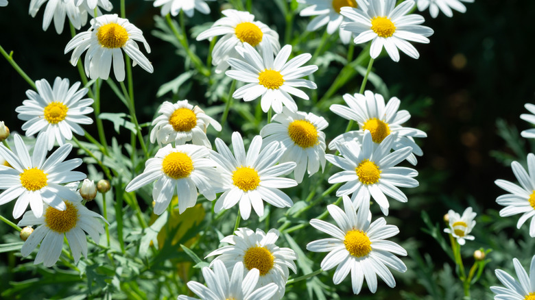 A group of white chamomile flowers in the garden