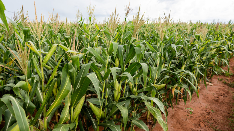 Rows of corn plants