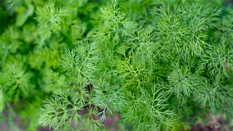 Close-up of a dill plant