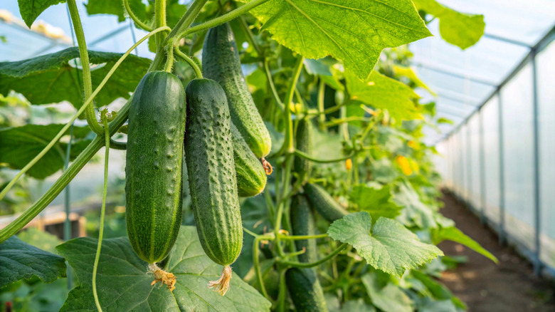 Cucumbers growing on vine