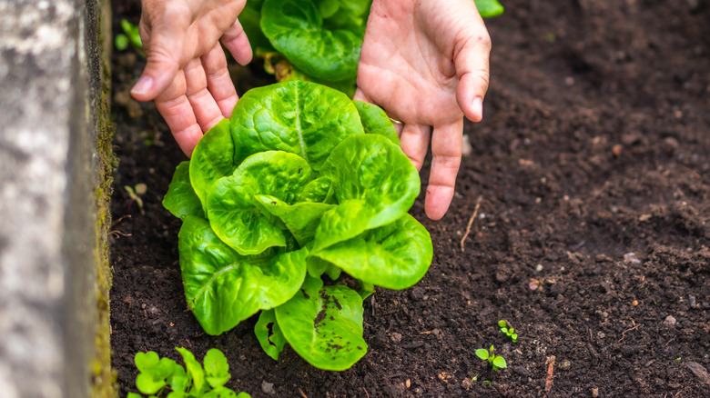 A person's hands cupping lettuce growing in a raised bed