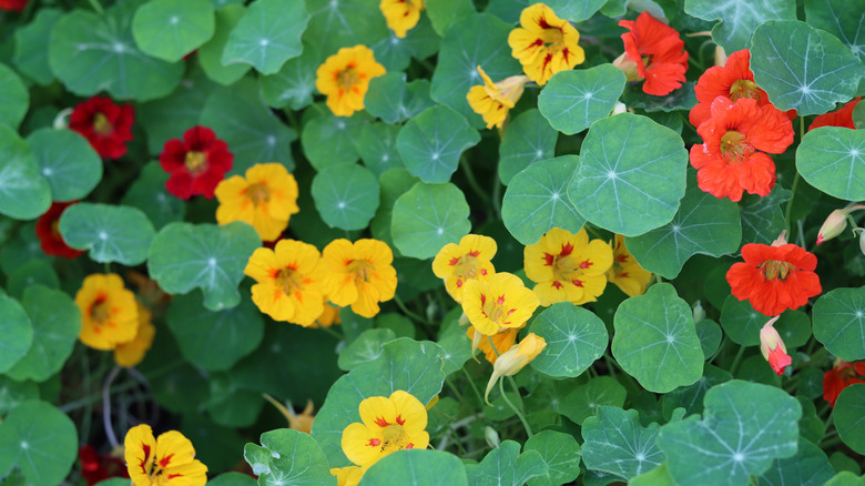 Yellow and orange nasturtium flowers