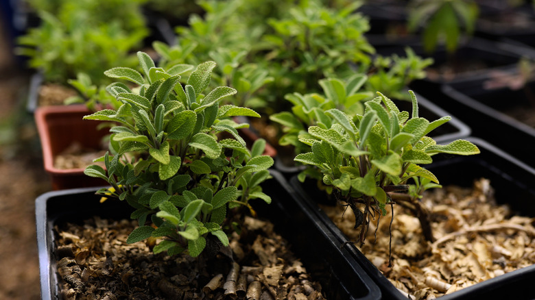 Small containers of young oregano plants