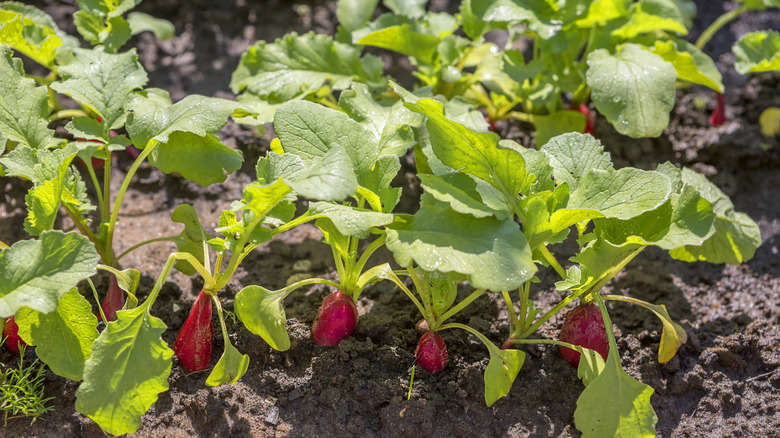 Radishes growing in the soil
