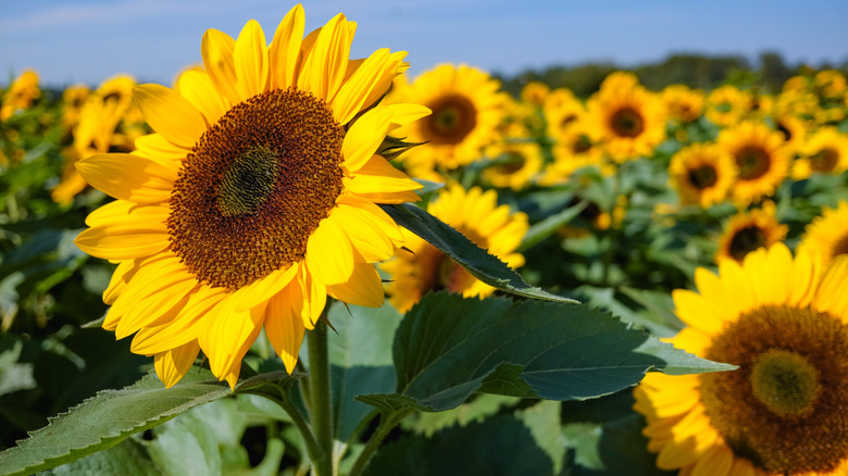 Close-up of a sunflower in a sunflower field