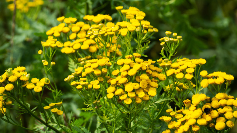 Yellow tansy plant growing outdoors