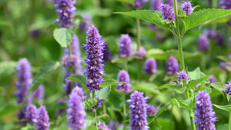 Purple anise hyssop flowers