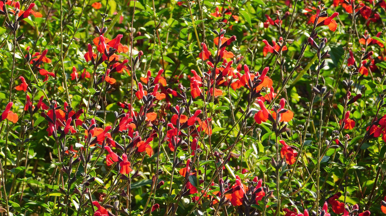 Flowering autumn sage