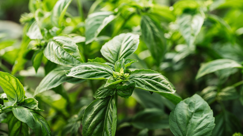 Green basil leaves