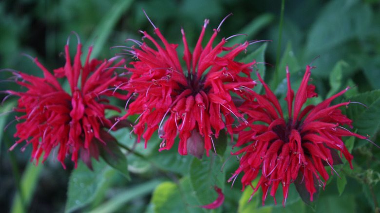 Red bee balm in bloom