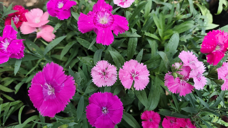 Pink dianthus flowers