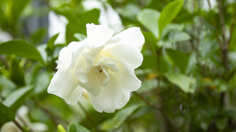 Gardenia flower in bloom