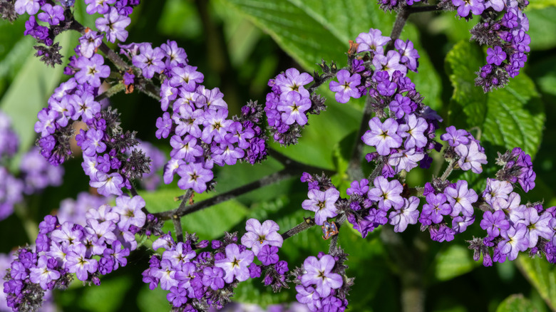 Closeup on heliotrope flowers