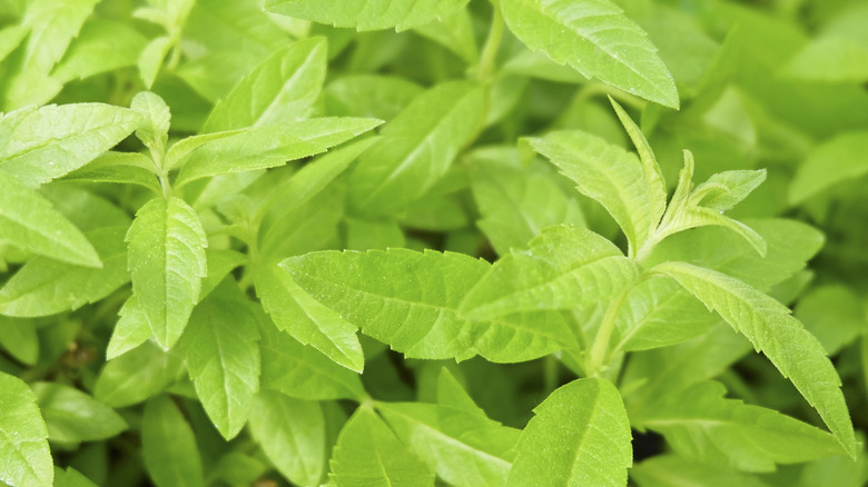 Lemon verbena leaves