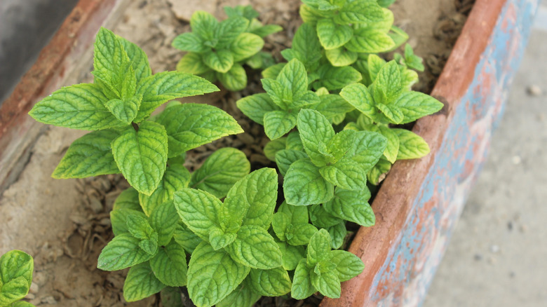 Green mint leaves in container pot