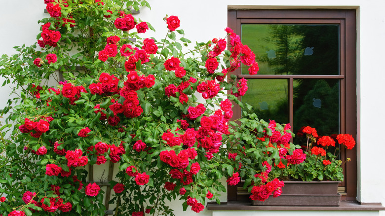 Climbing red roses growing outside a window