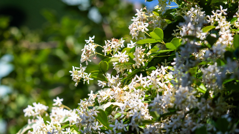 White blooming star jasmine