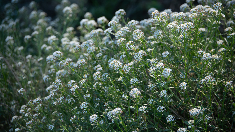 Bush of sweet alyssum flowers