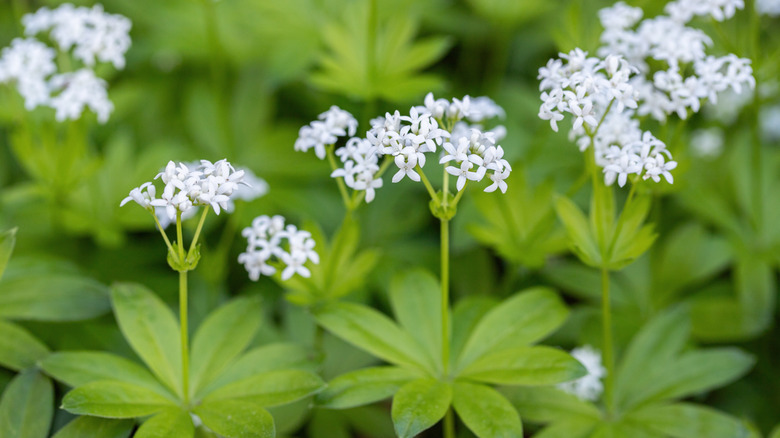 Small, white blooming sweet woodruff flowers