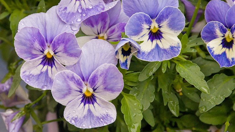 Purple viola flowers in bloom