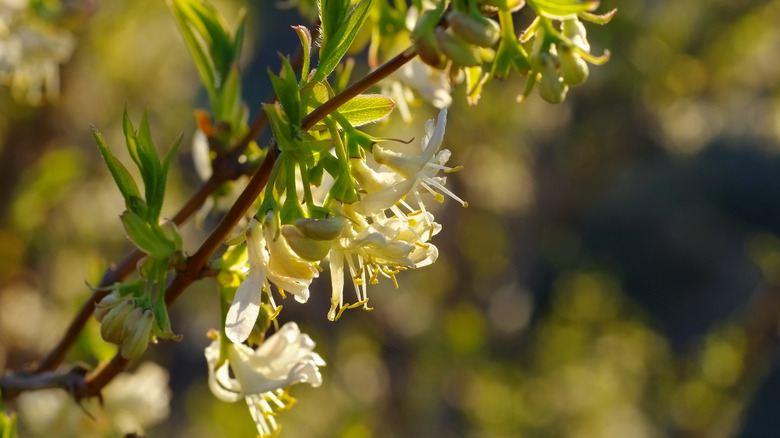 Sunlight on winter honeysuckle flowers
