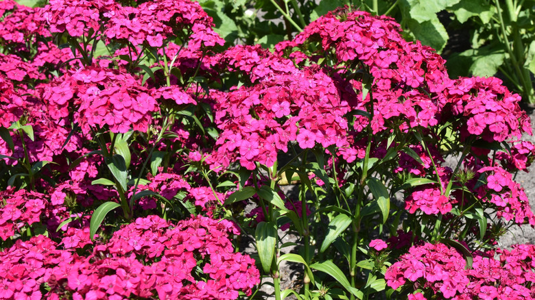 Bright pink flowers of Amazon dianthus receiving sunlight