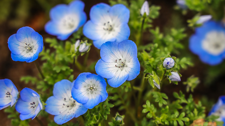 Blue-white flowers of baby blue eyes blooming in a garden