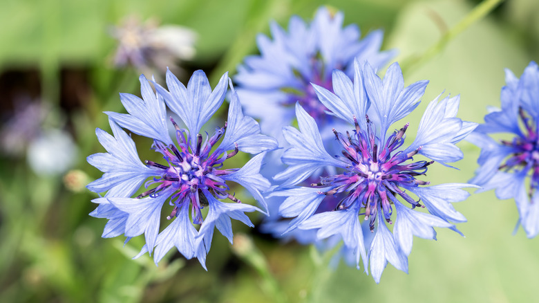 Wheel-shaped blue flowers of bachelor's button