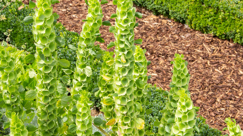 Green flowers of bells of Ireland