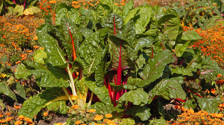 Sunlit Bright Lights Swiss chard growing amidst flowers