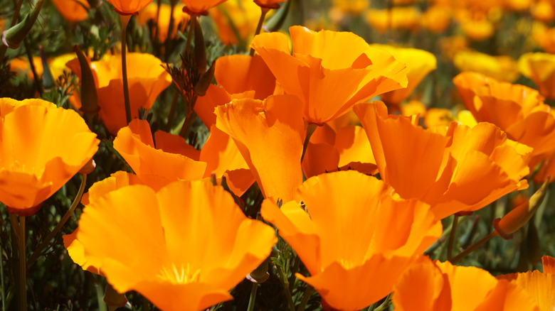 Bright orange flowers of California poppy in bloom