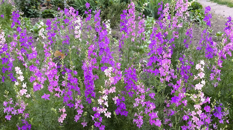 Purple flowers of giant larkspur blooming in a garden