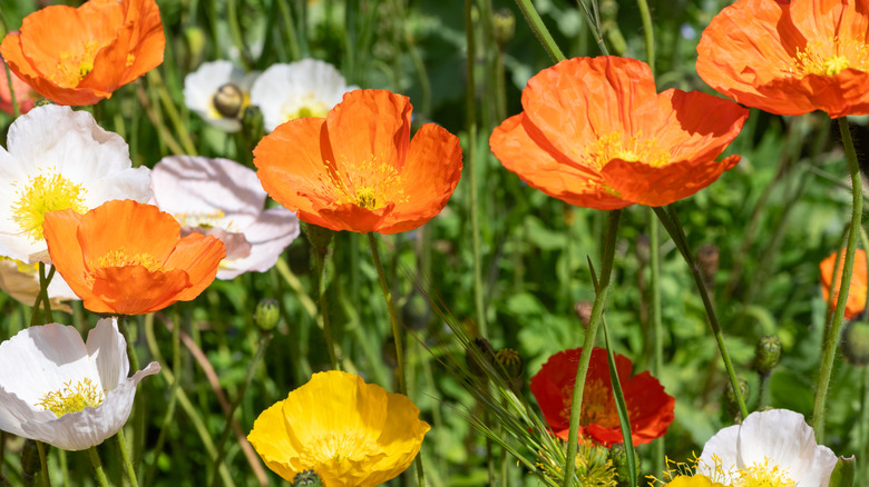 Orange, yellow, and white blooms of Iceland poppy in bloom