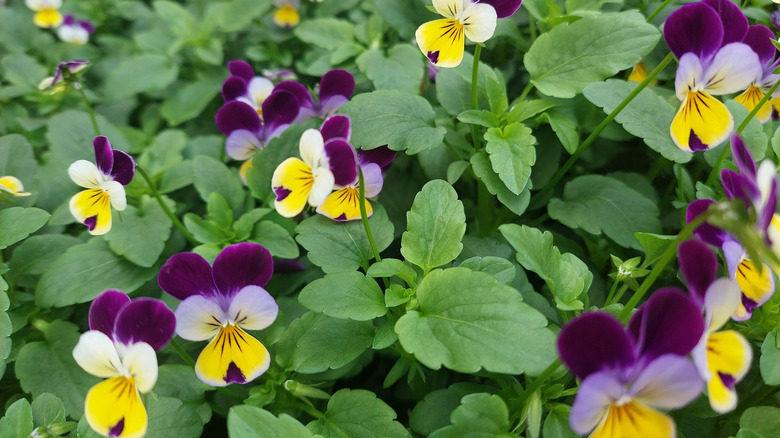 Yellow, purple, and white flowers of Johnny jump-ups