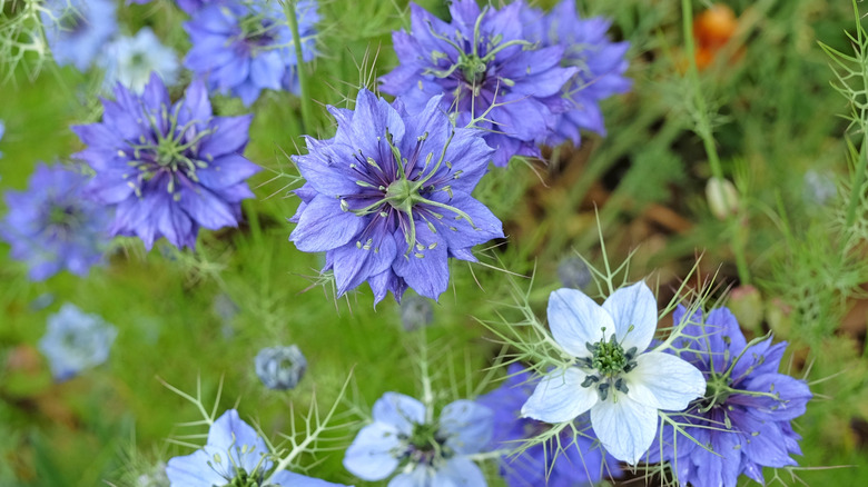 Pretty blue flowers of love in a mist blooming in a garden