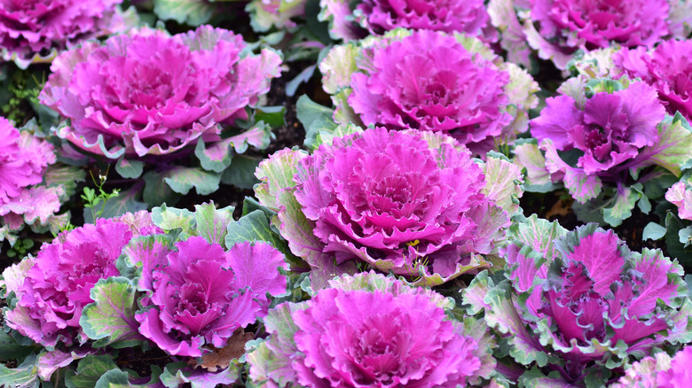 Ornamental kale with pink and green leaves