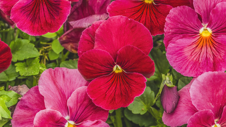 Dark pink pansy flowers in bloom