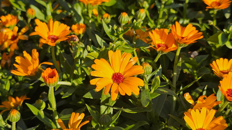 Orange pot marigold flowers in bloom