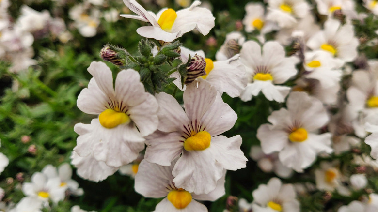 White pouch nemesia flowers in bloom