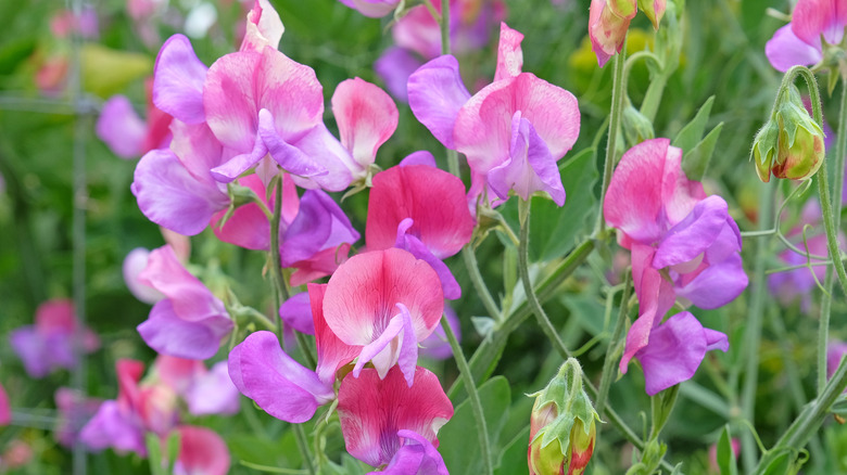 Pink and pruple flowers of sweet pea