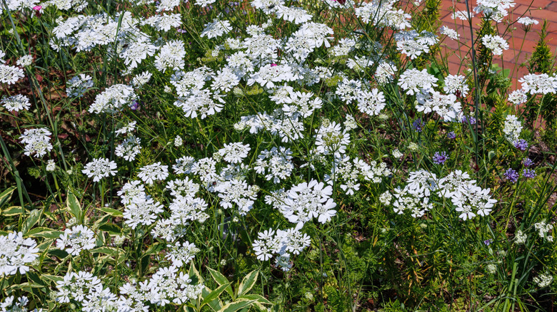 White lace flowers blooming in a garden